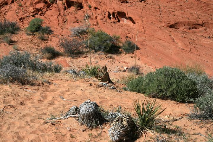 14-Valley of Fire 0024.JPG